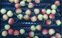 Rainiers Cherry 2025/05 project thumbnail