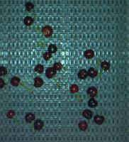 Rainiers Cherry 2025/07 (20250522) project thumbnail