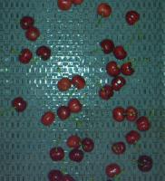 Red Cherry 2025/07 (20250519) project thumbnail