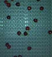 Red Cherry 2025/07 D&S(20250529) project thumbnail