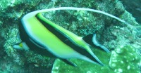 fish_tun project thumbnail