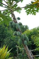 papaya project thumbnail