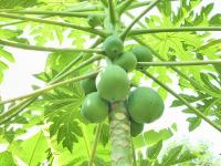 papaya project thumbnail