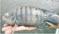 fishdisease project thumbnail