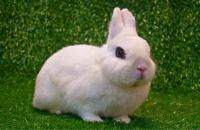 Orange rabbit rosa project thumbnail