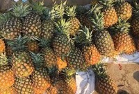 PineApple project thumbnail