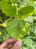 Tanaman Daun Buncis project thumbnail