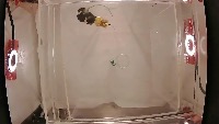 rat_body_seg project thumbnail