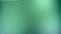 Octopus project thumbnail