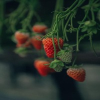 Strawberry project thumbnail