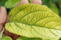 Plant doctor project thumbnail