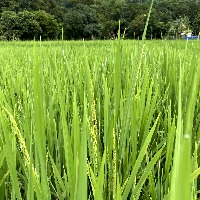 L. Oratorius and Rice Panicle project thumbnail