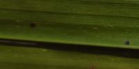 Leaf spot palm oil project thumbnail