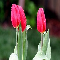 flower project thumbnail