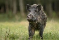 animal project thumbnail
