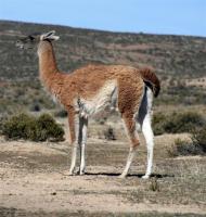 Alpaca Detector project thumbnail