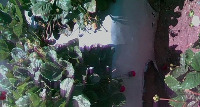 Strawberry_2022 project thumbnail