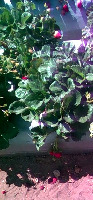 Strawberry detection project thumbnail