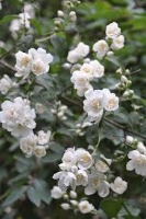 flower dataset project thumbnail