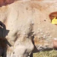 Cattle Disease Object Detection Dataset by Cattle Disease