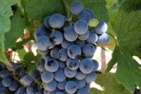 Grape project thumbnail