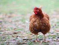 chicken project thumbnail