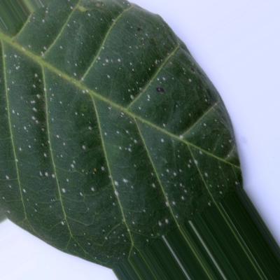 AGRISAGE Cashew diseases Object Detection Model by project