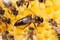 Queen Bee project thumbnail