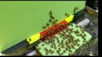 Bee Swarm project thumbnail