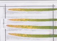 Leaf project thumbnail