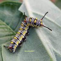 butterfly20262026 project thumbnail