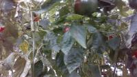 bell pepper disease project thumbnail