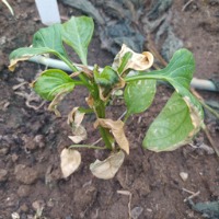 ScanMaladiePlantes project thumbnail