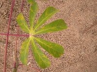 maladie de manioc project thumbnail