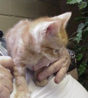 CAT_FINDER project thumbnail
