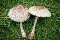 Mushroom project thumbnail
