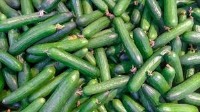 Crop Disease Identification project thumbnail