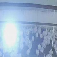 Trial_chicken project thumbnail