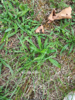 detection_plant project thumbnail