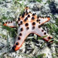 starfish_classifier project thumbnail