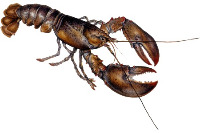Crabs and Lobsters  (Crab Sex) project thumbnail