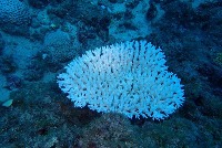 coral detection V2 project thumbnail