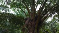 palmvision dari cvat project thumbnail