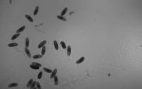 Drosophila ML sorting project thumbnail