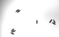 Drosophila Sorting (Andy, Ayush) project thumbnail