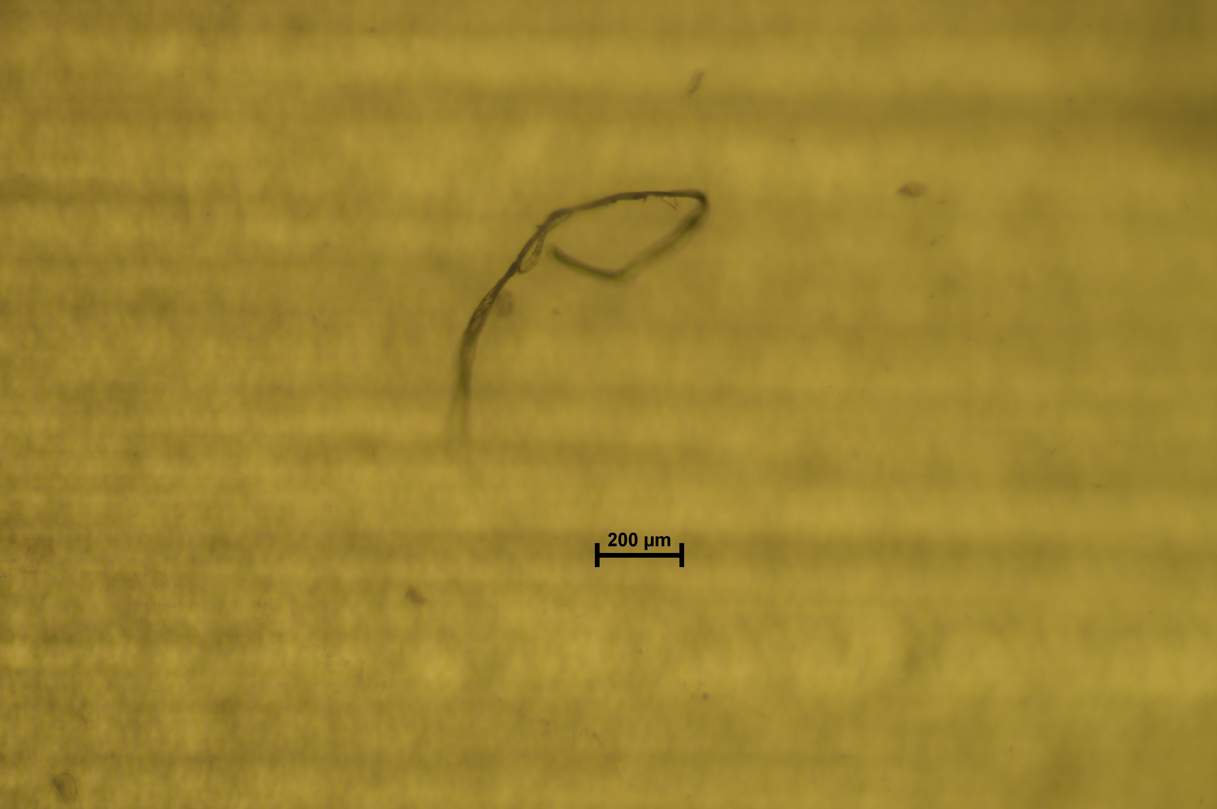Microplastic detection Object Detection Dataset by University of Alabama