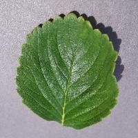 jurnal leaf project thumbnail