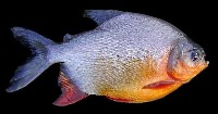 Cat or fish? project thumbnail