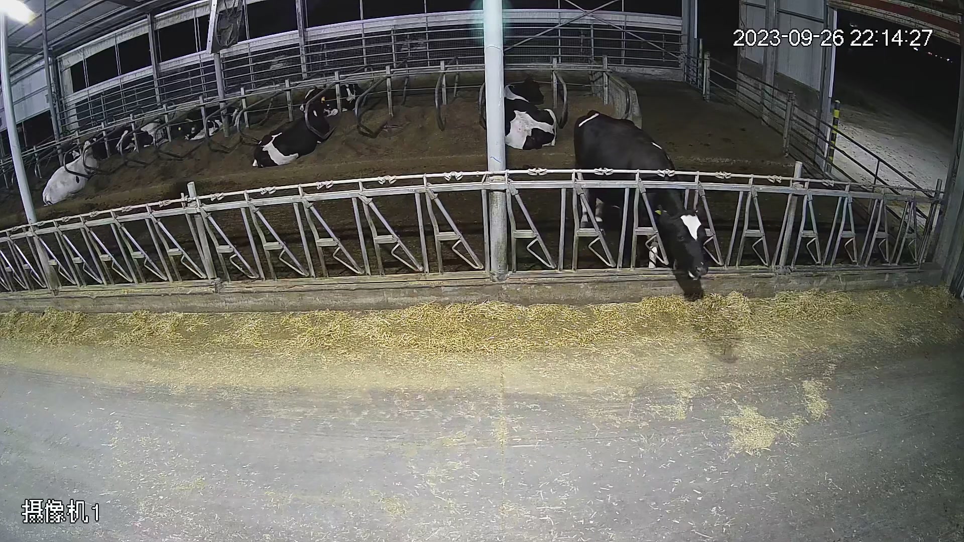 Cow Behavior Object Detection Dataset by Cattle