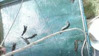 Black Tiger Shrimp Object Detection project thumbnail